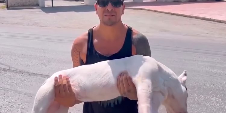 FGE investiga muerte de canino por envenenamiento en Tulum