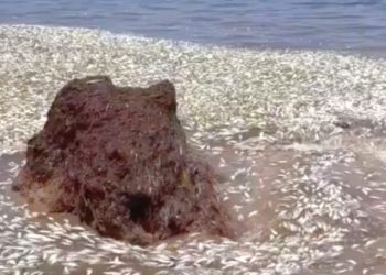 Cientos de peces muertos aparecen en la costa de Punta Caracol, en Puerto Morelos, Quintana Roo