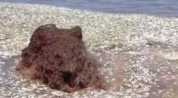 Cientos de peces muertos aparecen en la costa de Punta Caracol, en Puerto Morelos, Quintana Roo