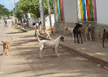 Perro paseado sin correa en un espacio público de Cancún.