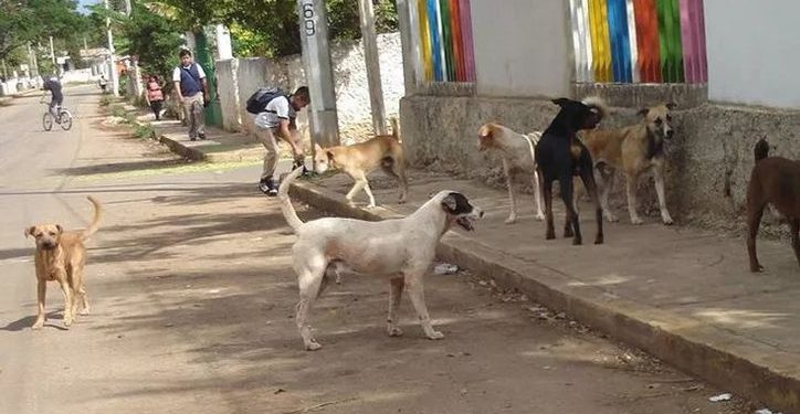 Perro paseado sin correa en un espacio público de Cancún.