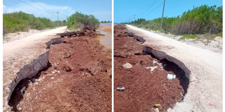 Impacto del sargazo en Mahahual