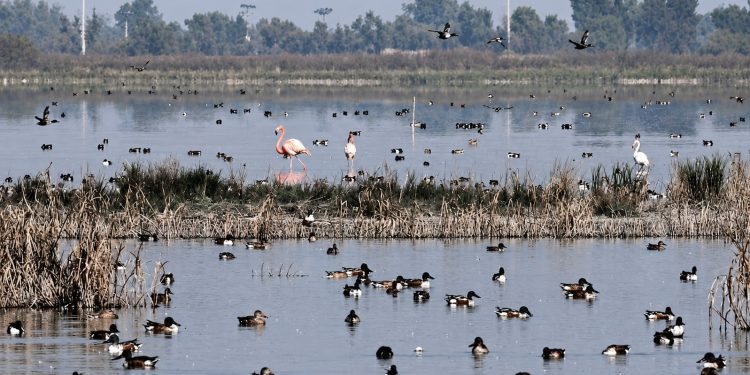 Quinientas especies regresan al Lago de Texcoco