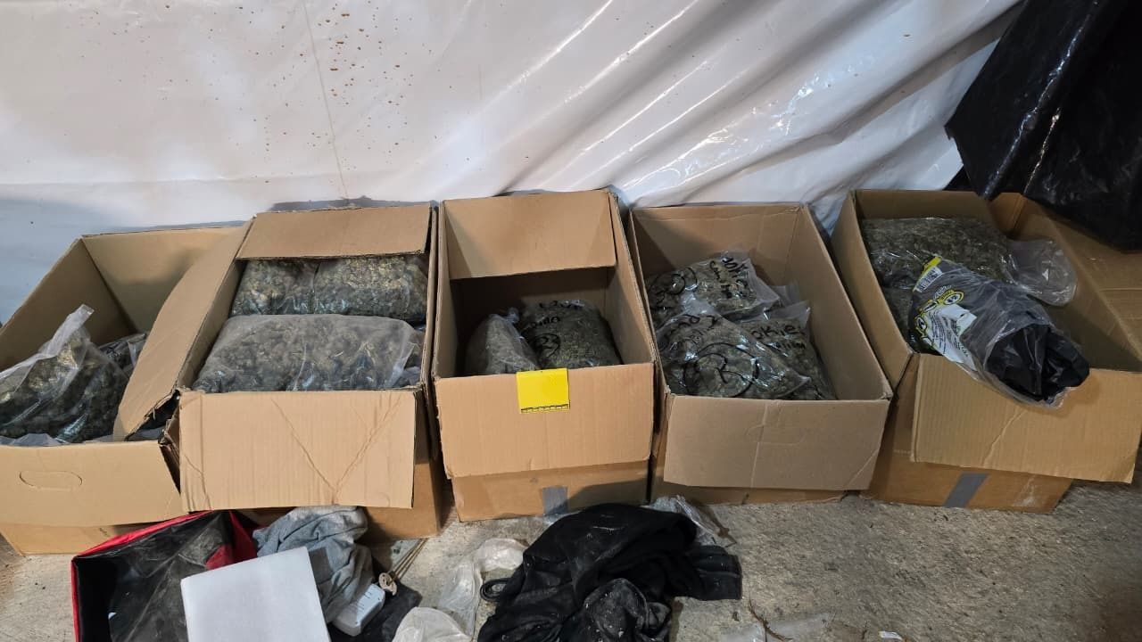 Narcoviveros en Quintana Roo