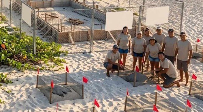 Semarnat niega desarrollo en zona de anidacion para proteger tortugas