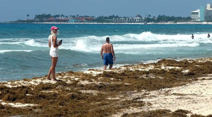 Grandes cantidades de sargazo acumuladas en una playa del Caribe mexicano.
