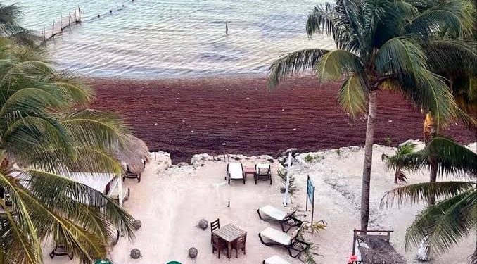 Crisis del sargazo en Mahahual