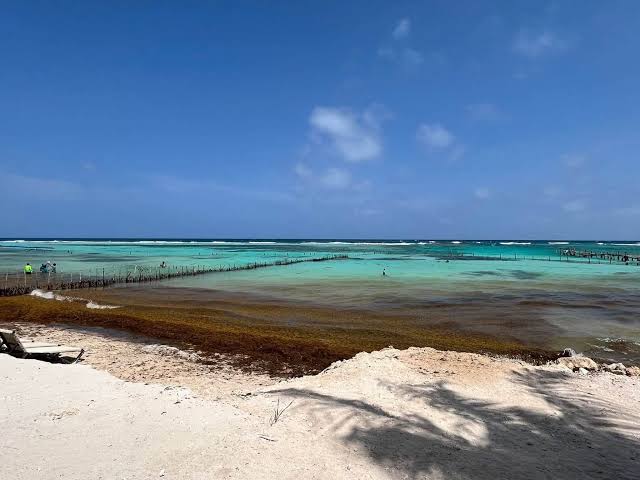 crisis del sargazo en Mahahual 2026