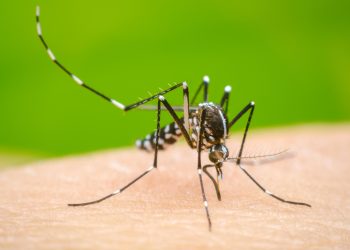 Cerco contra el dengue