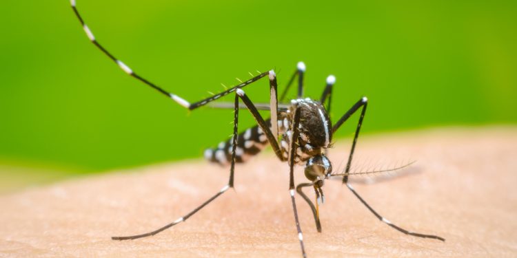 Cerco contra el dengue