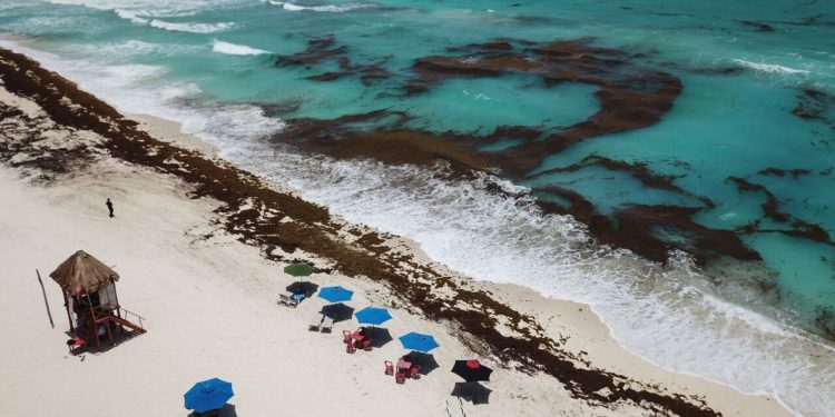Acumulación de sargazo en una playa del Caribe Mexicano durante la temporada de verano.