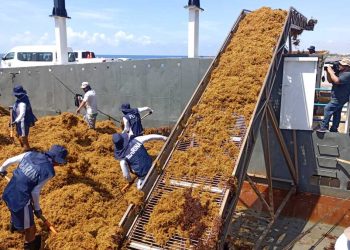 Embarcaciones de la Marina realizan labores de recolección de sargazo en aguas del Caribe Mexicano.