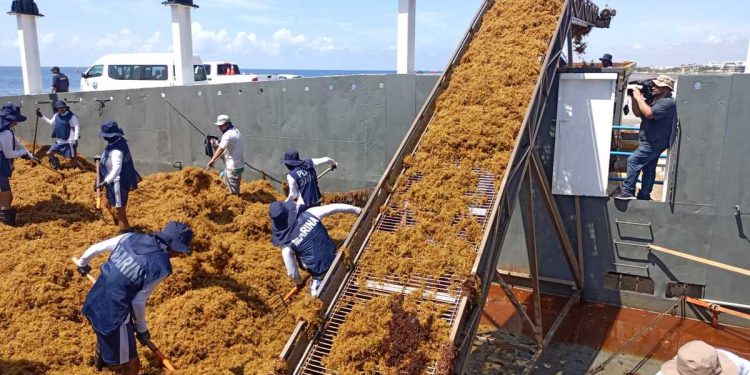 Embarcaciones de la Marina realizan labores de recolección de sargazo en aguas del Caribe Mexicano.