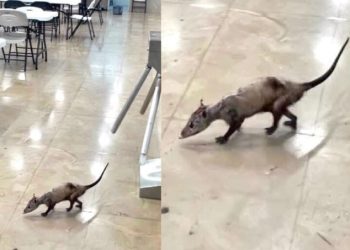 Tlacuache localizado dentro del Hospital Regional No. 17 del IMSS en Cancún