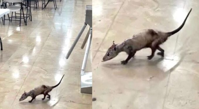Tlacuache localizado dentro del Hospital Regional No. 17 del IMSS en Cancún