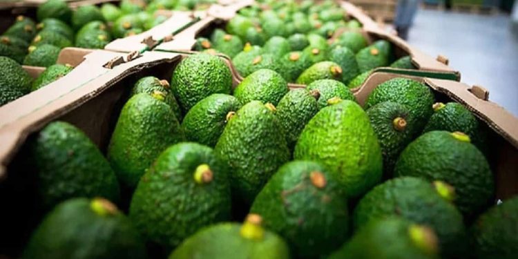 Aguacate mexicano 2026: récord en volumen caen ingresos