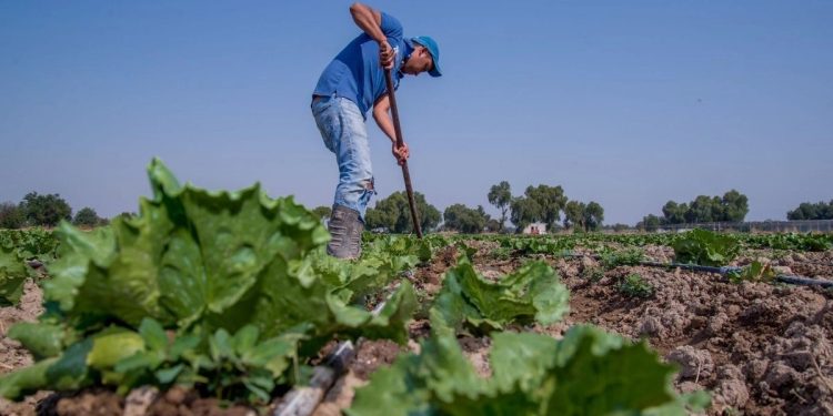 México rechaza ser origen del brote de ciclosporiasis