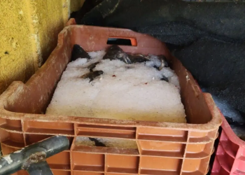 Tilapia en Huimanguillo