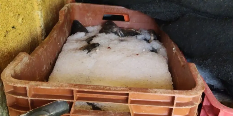 Tilapia en Huimanguillo