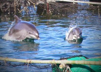 delfines-dolphin-discovery-traslado-profepa-cancun.webp