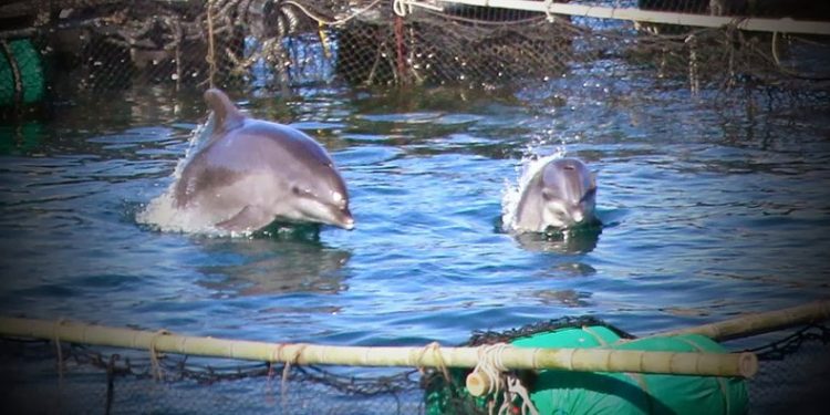 delfines-dolphin-discovery-traslado-profepa-cancun.webp