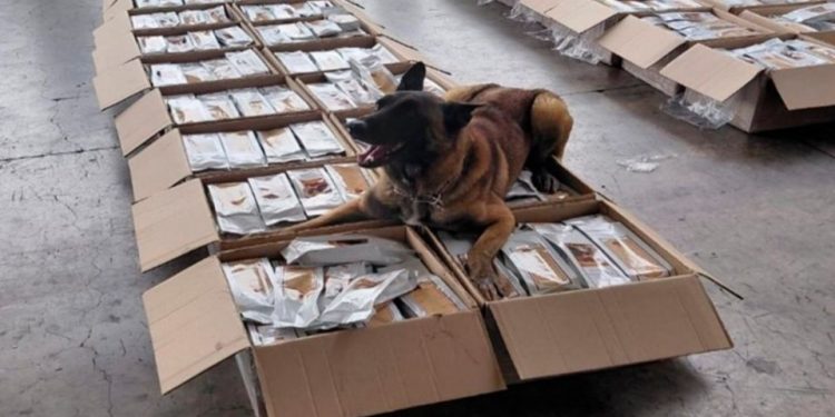 Autoridades aseguran más de una tonelada de presunta cocaína en un cargamento de café en el AICM